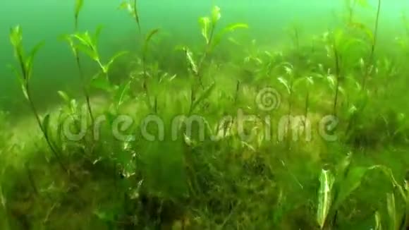 费尔斯坦塞山湖水下泰罗尔奥地利视频的预览图
