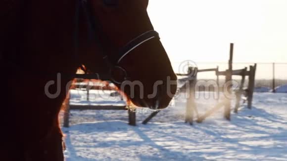冬季骑马特写慢动作视频的预览图