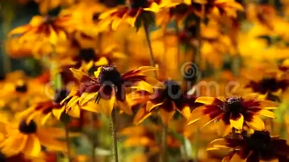 花园里鲜艳的黄绿花或黑眼睛的苏珊花视频的预览图