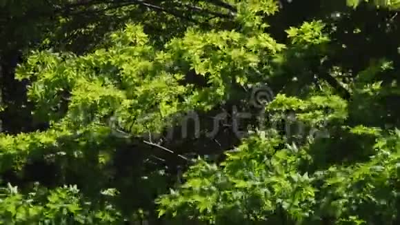 山的背景上美丽的树木和鲜花视频的预览图