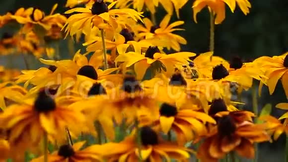 花园里鲜艳的黄绿花或黑眼睛的苏珊花视频的预览图