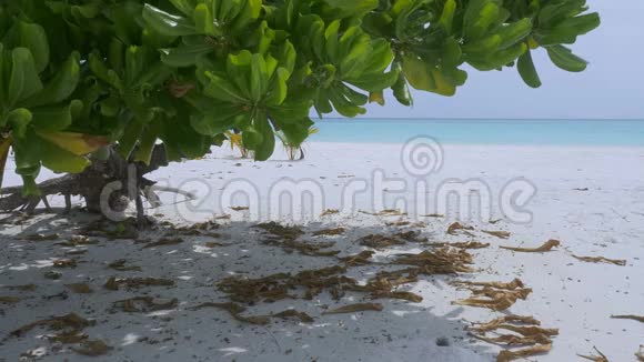热带天堂马尔代夫海岸的白沙视频的预览图