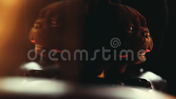 法国斗牛犬家庭内部日灯视频的预览图