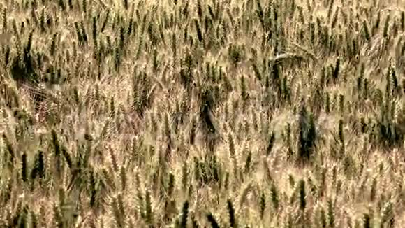 小黑麦杂交牧草植物视频的预览图