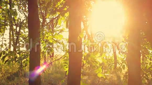 日落或日出时的森林视频的预览图