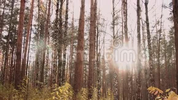 秋天的森林在阳光下视频的预览图