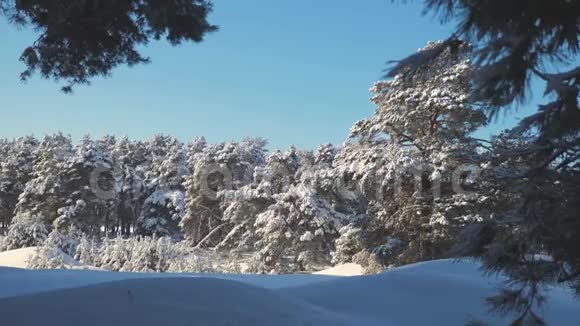 寒冷的一天在白雪皑皑的冬林中日落在美丽的风景中晒太阳冬天的松阳林在雪地里视频的预览图