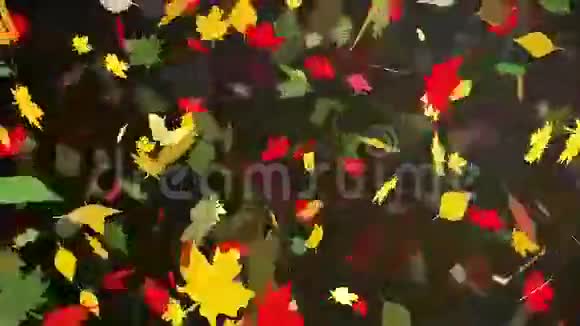 抽象秋叶上一片黑色视频的预览图
