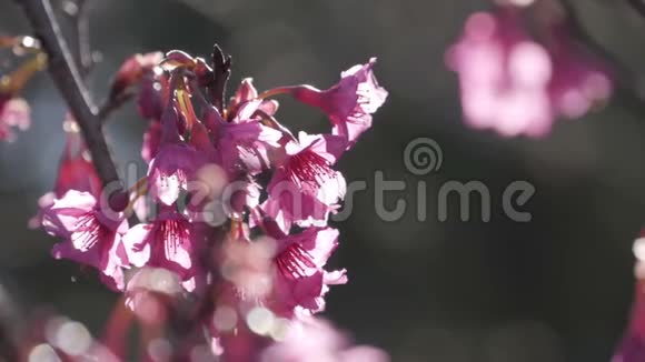 春季樱花花视频的预览图