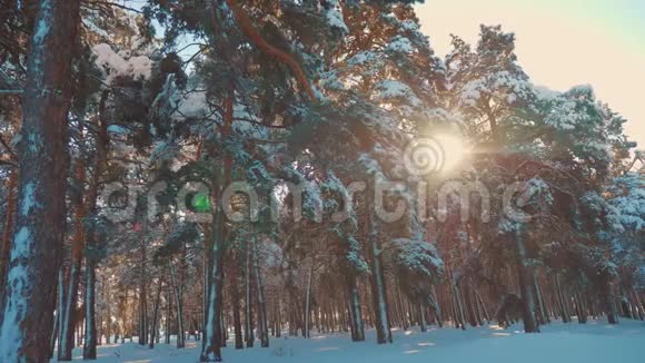 冬松阳光林中雪的阳光运动生活方式冻霜圣诞新年树新概念视频的预览图