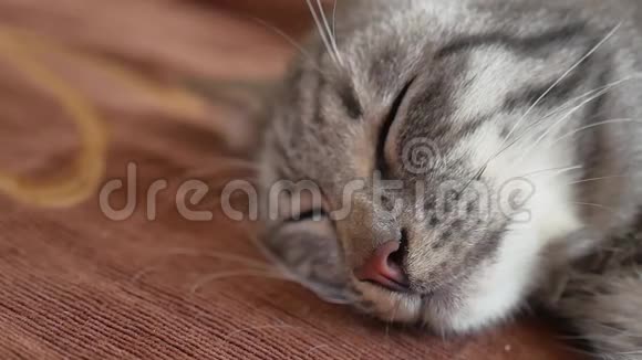 睡在床上的可爱的条纹小猫视频的预览图