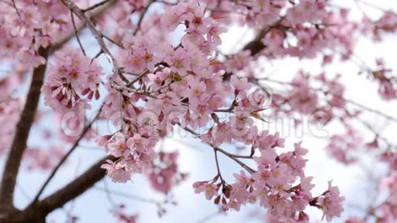 春日樱花树视频的预览图