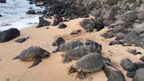 夏威夷考艾岛纳帕利海岸的米洛利海滩上的海龟和僧侣海豹视频的预览图