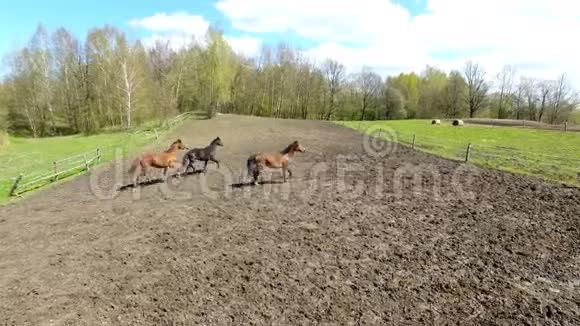 春天草地上的马群视频的预览图