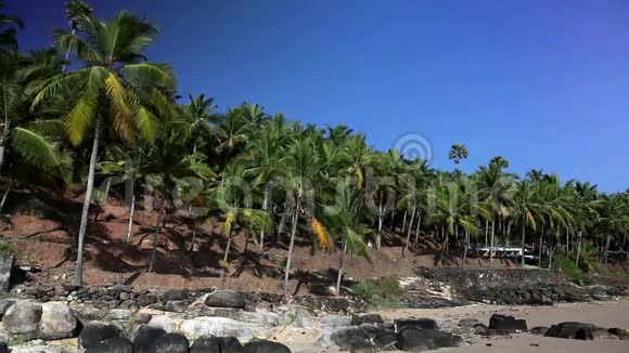有棕榈树的海滨印度喀拉拉视频的预览图