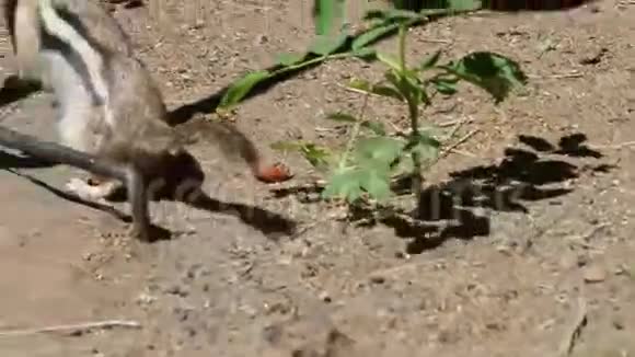 俄勒冈州的花栗鼠视频的预览图