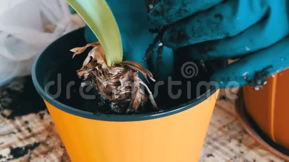 这位妇女把室内百合花移植到新的多色花盆里视频的预览图