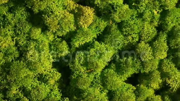 驯鹿苔藓墙驯鹿苔藓绿墙装饰视频的预览图