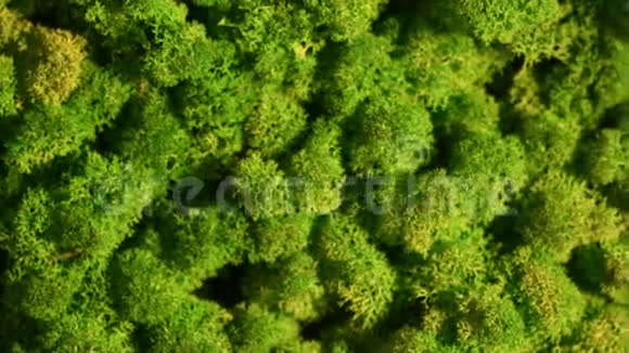 驯鹿苔藓墙驯鹿苔藓绿墙装饰视频的预览图