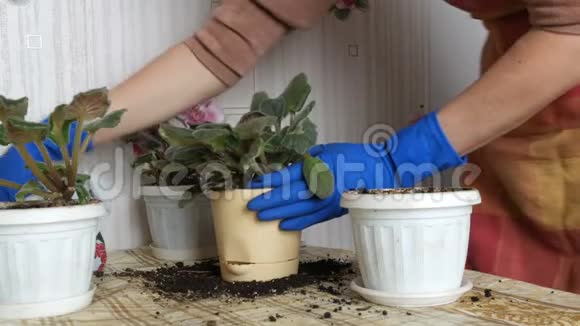 戴着蓝色手套的女性将紫罗兰的家花移植到新的美丽的米色花盆中视频的预览图
