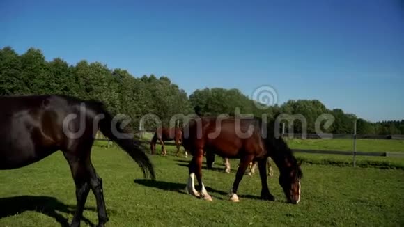 牧马人在畜牧场的农村放牧和吃草视频的预览图