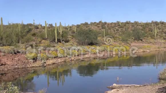 春天野花的亚利桑那州沙漠视频的预览图