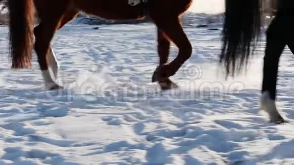 冬季骑马特写慢动作视频的预览图