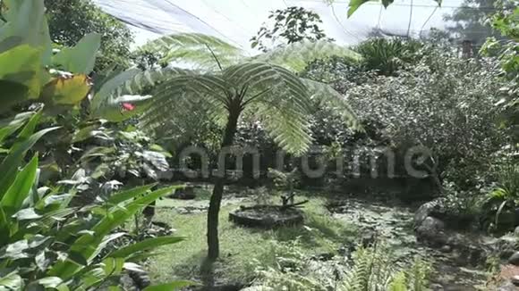 印度尼西亚巴厘晴天热带花园视频的预览图
