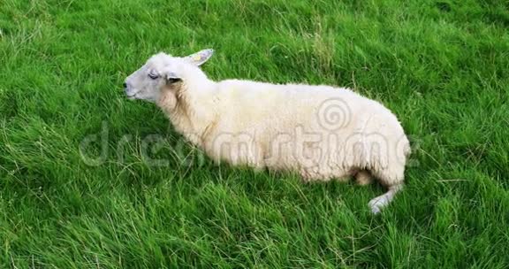韦斯特河弗的羊视频的预览图