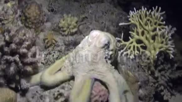 八爪蟾水下红海视频的预览图