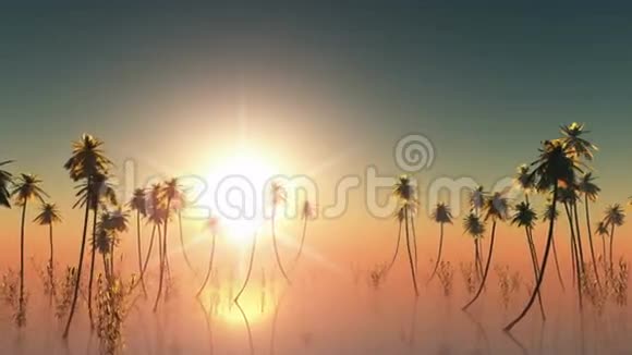 太阳落山手掌在雾中3D案视频的预览图