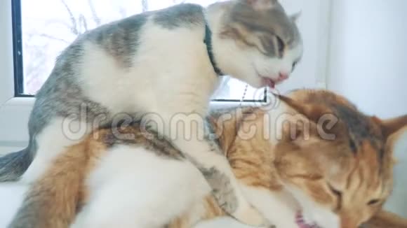 有趣的视频猫猫互相舔猫慢动作录像猫梳理和舔对方的生活方式宠物视频的预览图