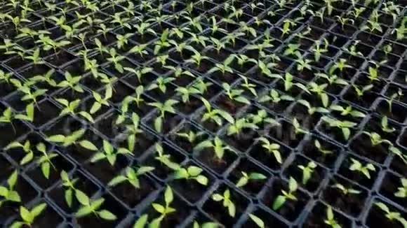 生长在温室中的木瓜幼苗视频的预览图