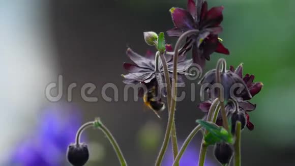 大黄蜂在水花上视频的预览图