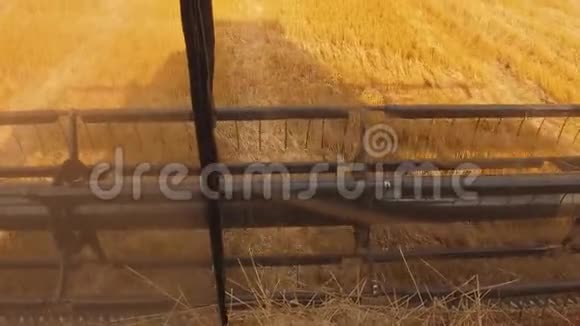 男子农民驾驶的生活方式结合收割和小麦从联合沙龙从第一个观点视频的预览图
