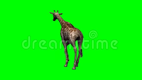 长颈鹿步行绿色屏幕视频的预览图