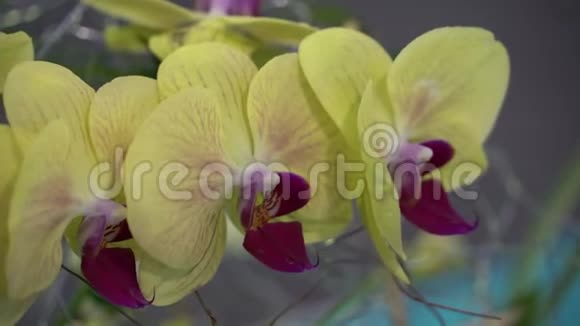 多姿多彩的热带花卉近距离宏观选择性聚焦视频的预览图