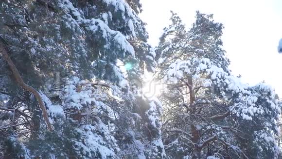 冬树顶松雪枝日光在日落时眩光冬景冬日阴天树梢视频的预览图