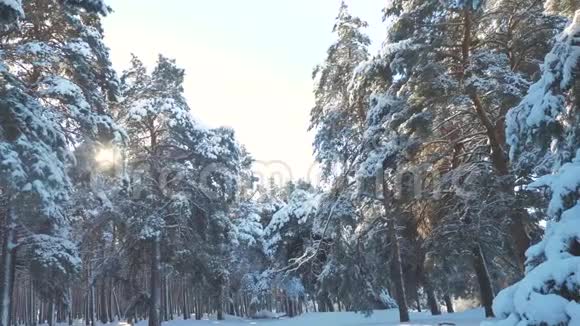 冬季松阳林生活方式中的雪阳光运动冻霜圣诞新年树概念新概念视频的预览图