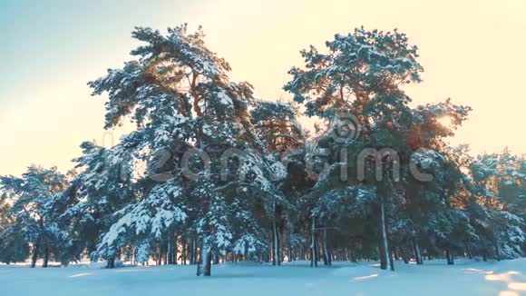 冬松林中雪的阳光运动冻霜圣诞新年树新概念冬季视频的预览图