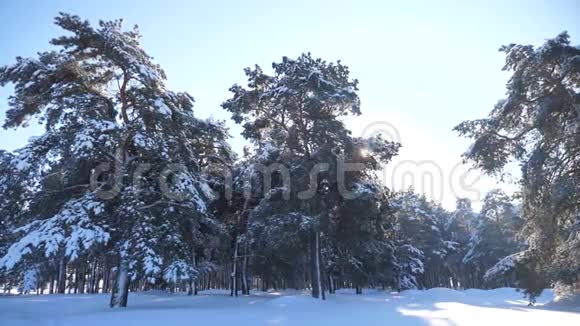 冰冻的生活方式冬季森林覆盖着雪慢动作录像冬天的松林在雪的阳光下视频的预览图