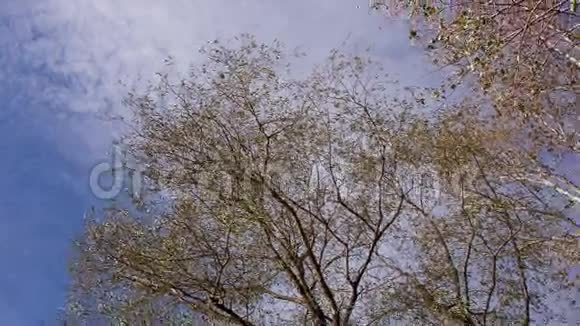 秋天的天空视频的预览图