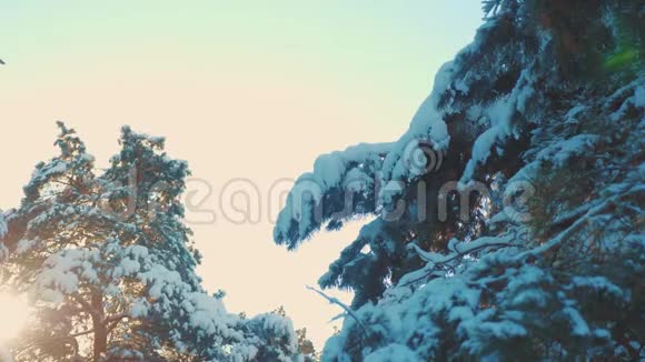 树顶冬季松雪枝阳光在日落时眩光冬季景观冬日阴天树梢视频的预览图