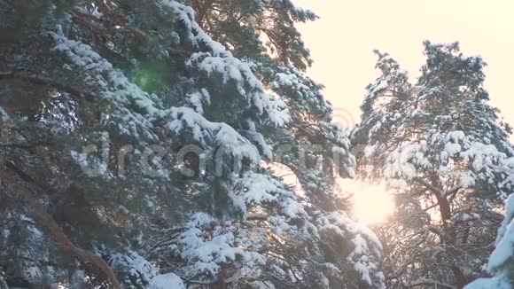 树顶冬季松雪枝阳光在日落时眩光冬季景观冬日阴天树梢视频的预览图