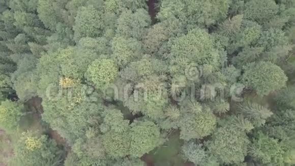 乌克兰Dzembronya村附近夏季喀尔巴阡山森林的高空俯视图视频的预览图