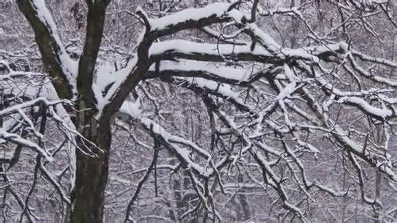 带雪树的冬季森林视频的预览图