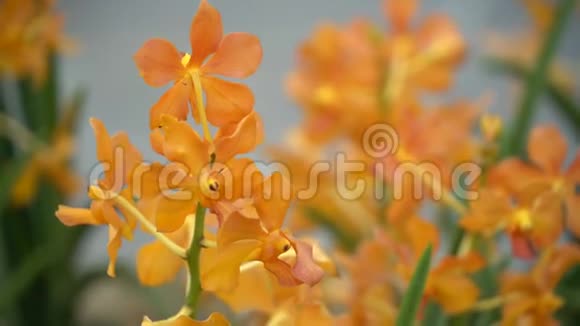 多姿多彩的热带花卉近距离宏观选择性聚焦视频的预览图