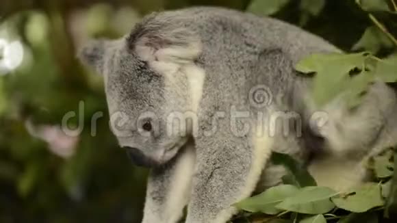 可爱的澳大利亚考拉白天休息视频的预览图