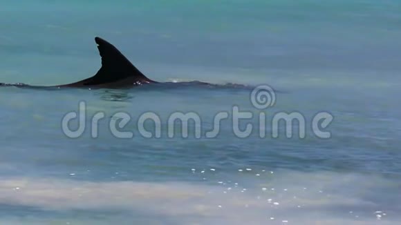 海洋和海底的海豚在缓慢运动视频的预览图