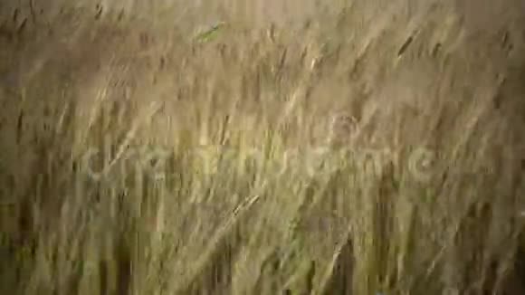 风在阳光明媚的日子里把成熟的麦穗在田间摆动视频的预览图